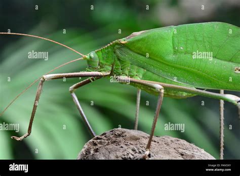 giant malaysian katydid|Giant Katydid